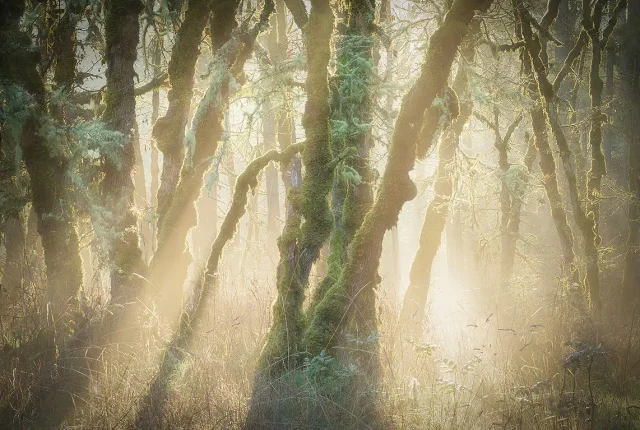 Shining Through, Beaverton, Oregon, USA