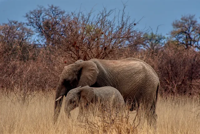 Side By Side, Madikwe Game Reserve, South Africa