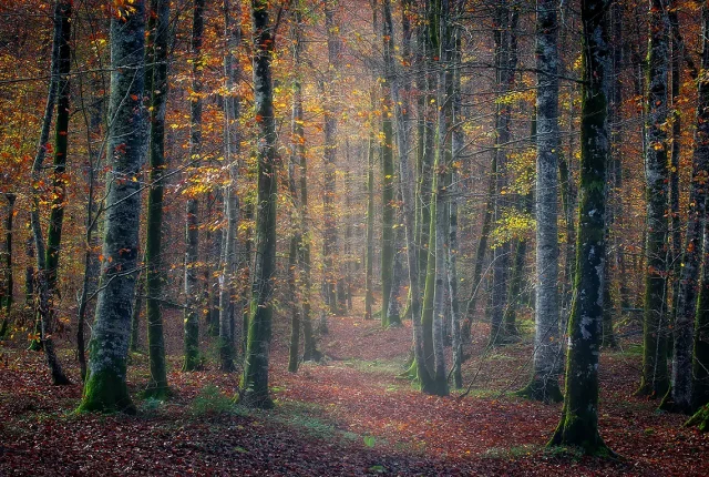 Silence In The Forest, Lake Bohinj, Slovenia