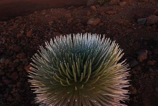 Silverworld At Haleakala Crater, Maui, Hawaii, USA