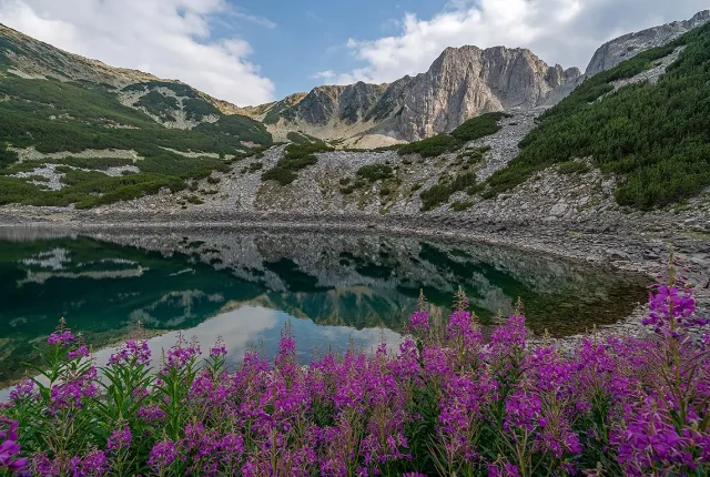 Sinanitsa wildflowers, pirin mountain, bulgaria