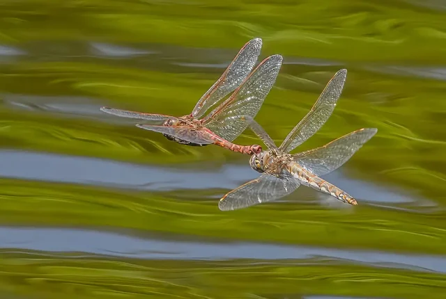 Skimmer Dragon Flies, Titlow Park, Tacoma, Pierce County, Washington, USA
