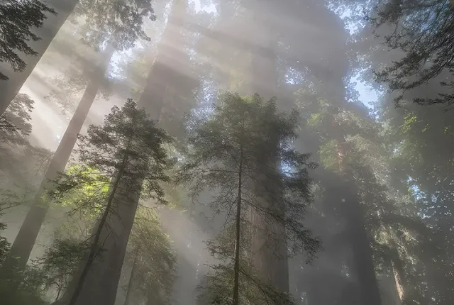 Skyscrapers, Del Norte Coast Redwoods State Park, CA, USA