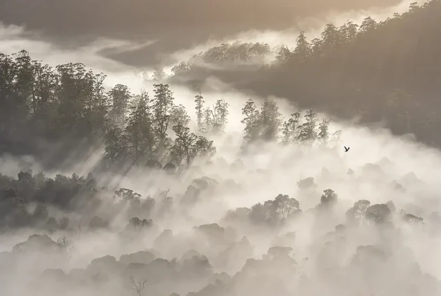 Soar, Takayna Tarkine, Tasmania, Australia