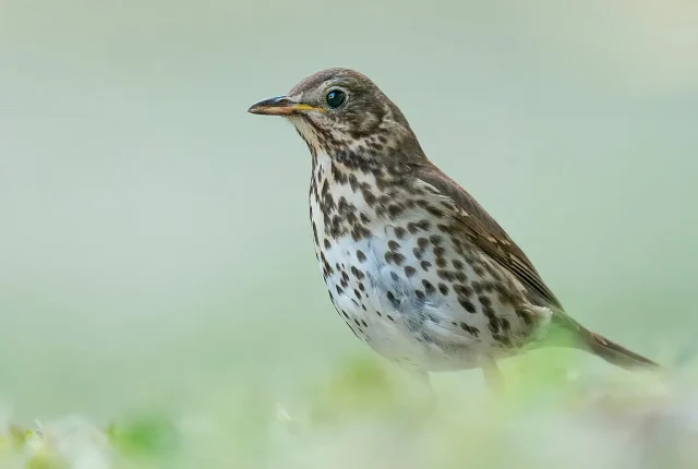 Song thrush lisbon portugal