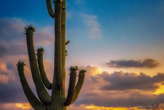 Sonoran Desert, Saguaro National Park, Arizona, USA