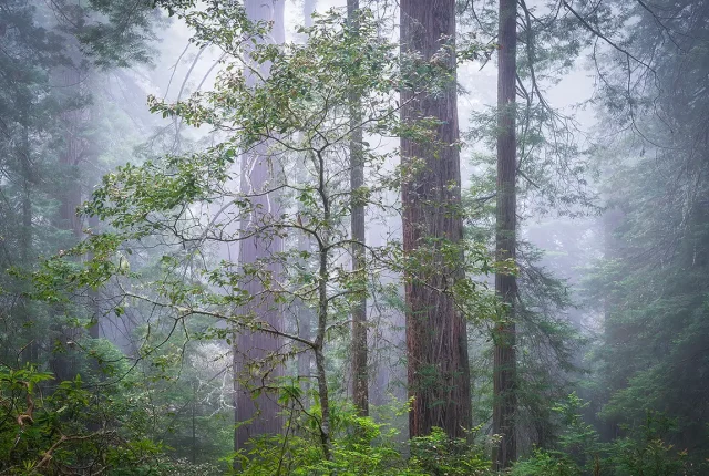 Spirit Of The Forest, Del Norte Coast Redwoods State Park, CA, USA