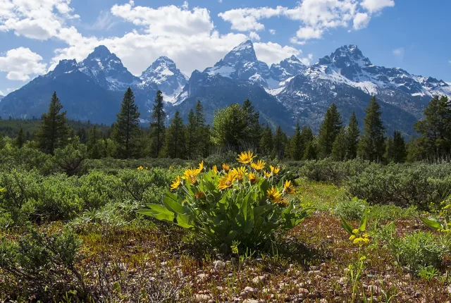 Spring flowers, grand teton national park, wyoming, usa