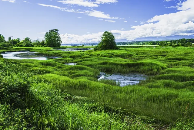 Spring Green, Comox Valley, Vancouver Island, BC, Canada
