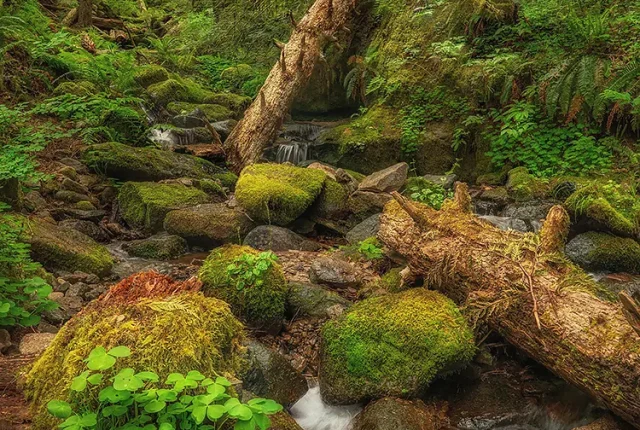 Spring In The Oregon Coast Range, Siuslaw National Forest, Oregon, USA