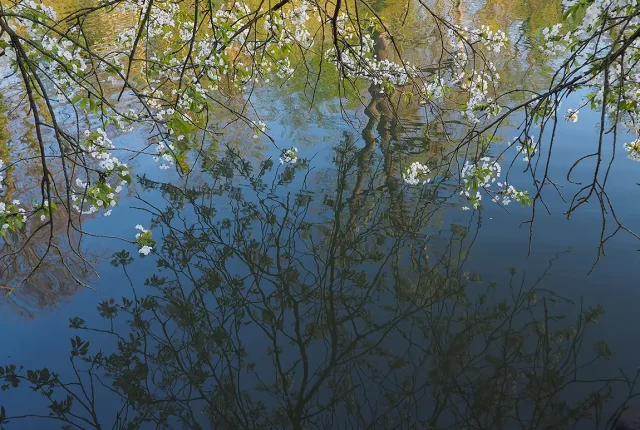 Spring reflection, schwetzingen, baden wuerttemberg, germany