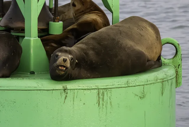 Stellar Sea Lion, Eureka, California, USA