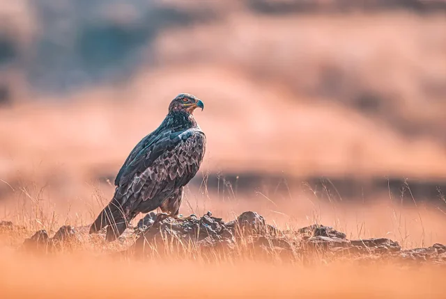 Steppe eagle bhigwan maharashtra india