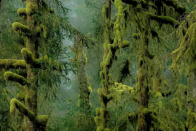 Stillness Among Hemlocks, Oregon Coast, California, USA