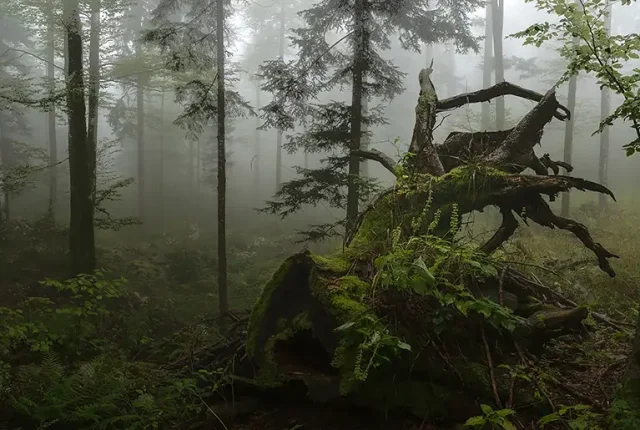 Stojna Forest, Kocevje, Slovenia