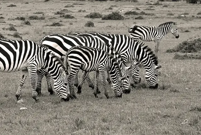 Stripes Galore, Maasai Mara Zebras, Kenya