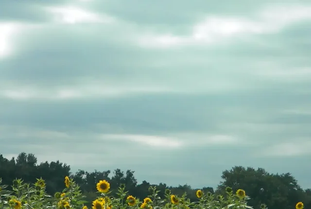 Sun Flower Field, New Paltz, Ulster County, NY, USA