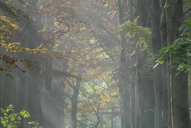 Sun Rays Piercing Through Zoomland Bergen op Zoom, Netherlands