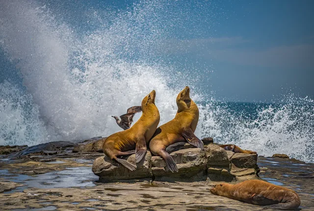 Sunning Sea Lions, La Jolla Cove, San Diego, CA, USA
