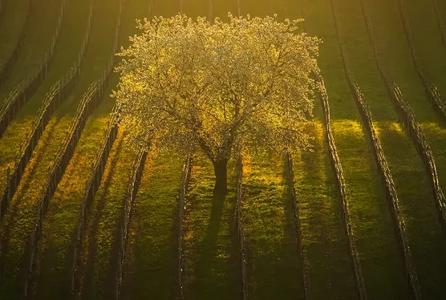 Sunrise rays and solitary cherry tree, south moravia, czech republic