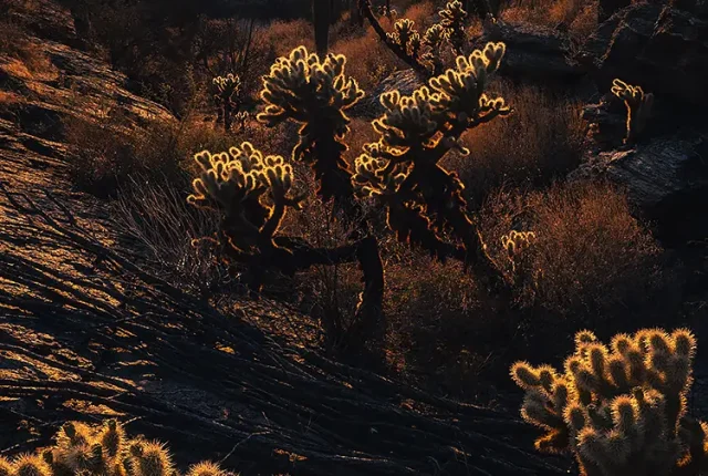 Sunset At Saguaro East National Park, Tucson, Pima County, Arizona, USA