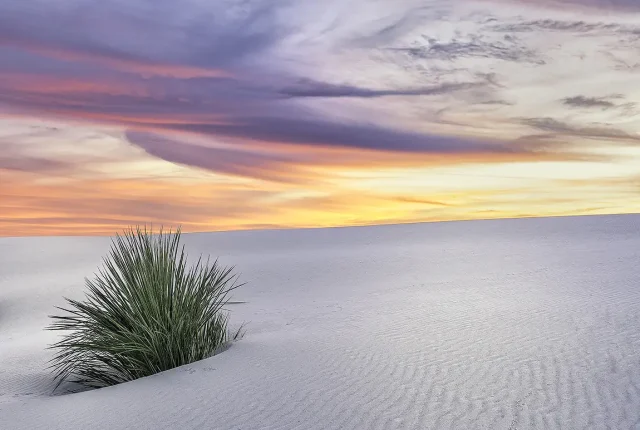 Sunset Yucca, White Sands National Park, New Mexico, USA