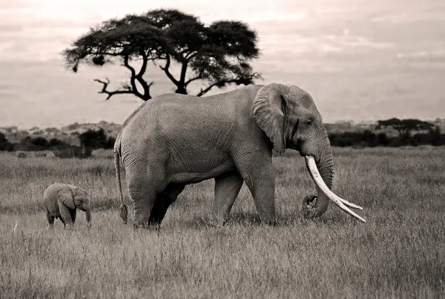 Super Tusker With Calf, Amboseli National Park, Kenya