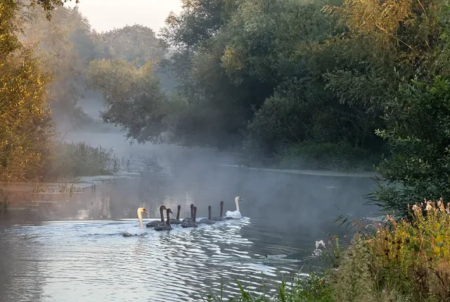 Swan family, river regge, overijssel, the netherlands