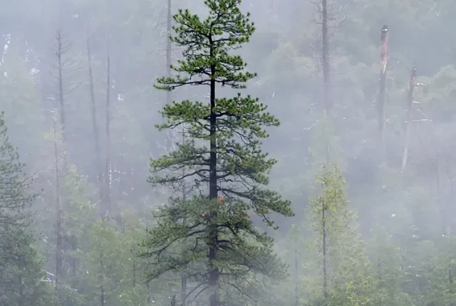 Tall, Dark And Handsome, Yosemite National Park, USA