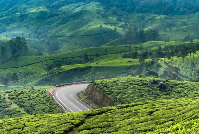 Tea Covered Hills, Munnar, Kerala, India
