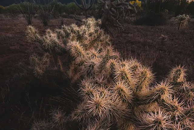 Teddy Bear Cholla, Madera Canyon, Arizona, USA