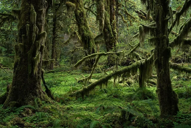 Temperate Lushness, Hoh Rainforest, Olympic Peninsula, Washington State, USA