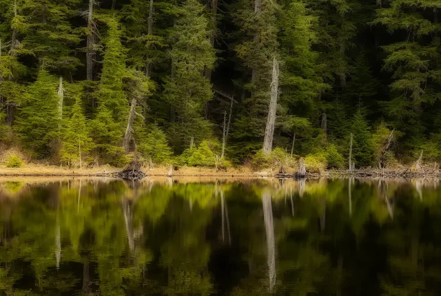 Temperate Rainforest, Cordova, Alaska, USA