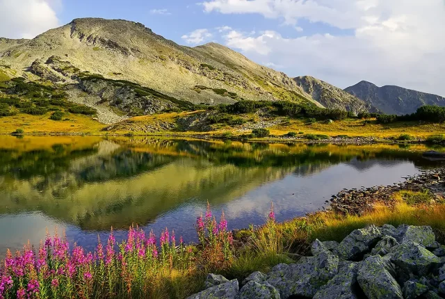 The blue lake wildflowers, rila mountain, bulgaria