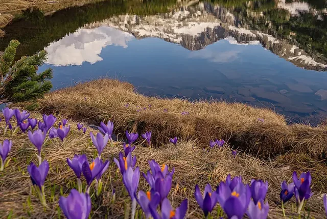 The bunderitsa peak spring wildflowers, pirin mountain, bulgaria