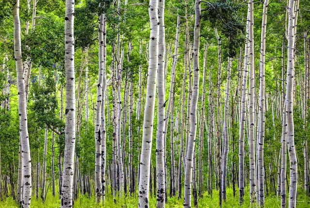 The Emerald Forest, Owl Pass, Ridgway, Ouray County, Colorado, USA