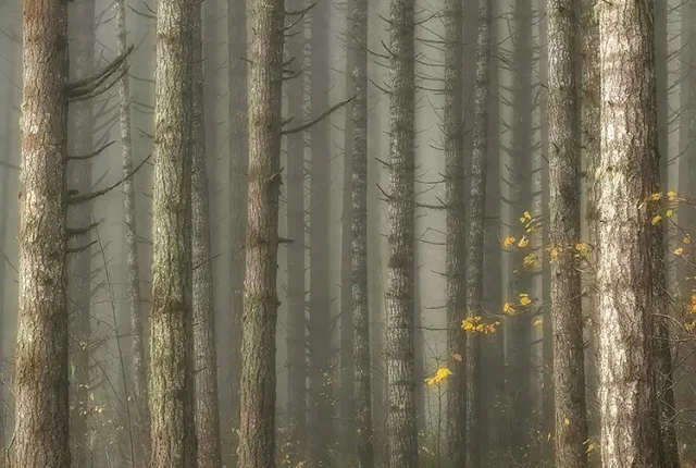 The End Of Autumn, Coast Range, Oregon, USA