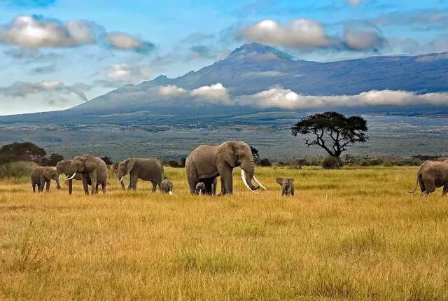 The Herd, Amboseli National Park, Kenya