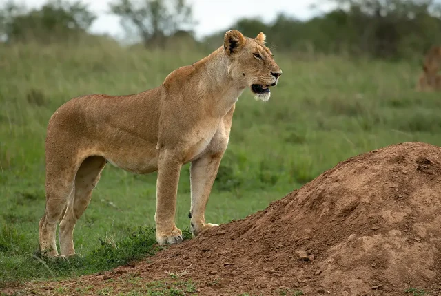 The Lion King Moment, Maasai Mara, Kenya