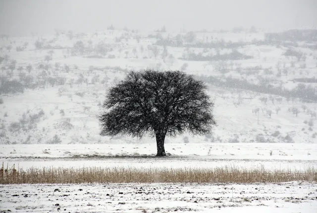 The lone tree, somewhere in bulgaria