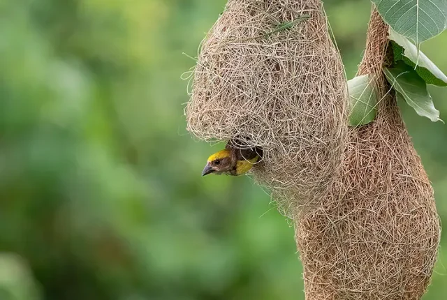 The Master Architect Baya Weaver, Chennai, Tamil Nadu, India