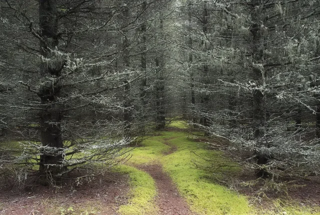 The Mysterious Path, Bic National Park, Quebec, Canada