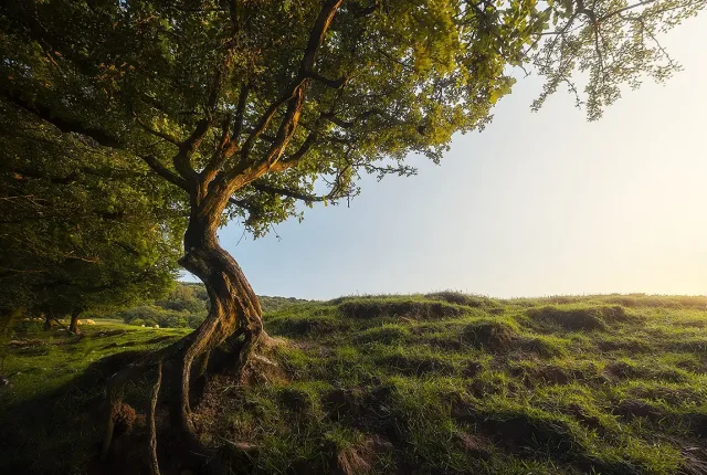The Old Tree, Brecon Beacons, Wales