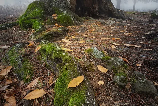 The sentinel of sierra de gredos, avila, spain