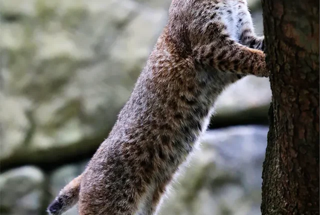 The zoo bobcat, asheville, buncombe county, usa