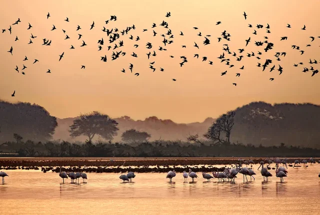 Thol Lake Bird Sanctuary, Ahmedabad, Gujarat, India