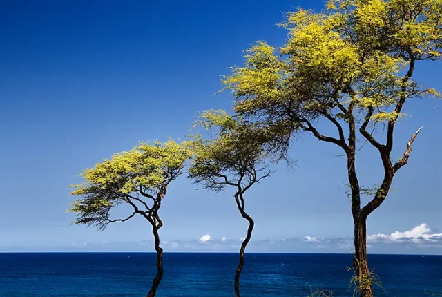Three trees, hapuna beach, hawaii, usa