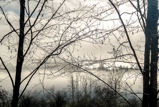 Through An Arboreal Screen, Cowichan Valley, Vancouver Island, British Columbia, Canada