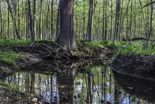Through The Forest, Joliet, Illinois, USA