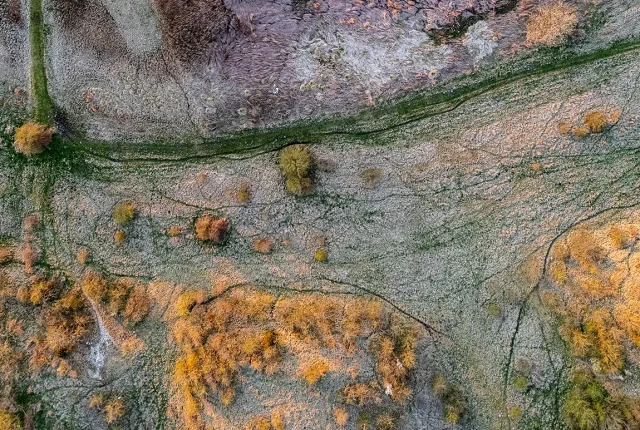 Tidal Forest Patterns, Mariagerfjord, Hadsund, Nordjylland, Denmark